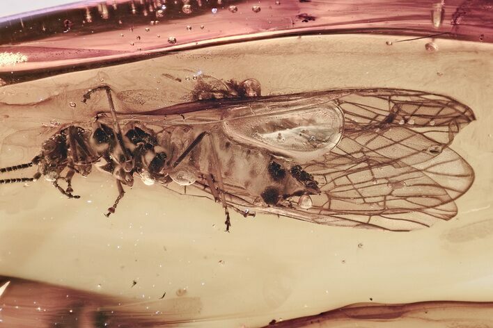 Huge Detailed Fossil Alderfly (Sialidae) In Baltic Amber - Rare! #315529